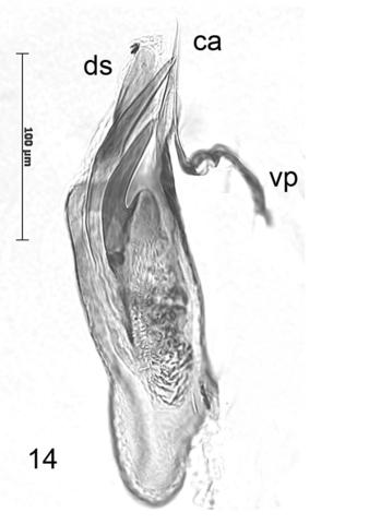 Trifurcula ridiculosa