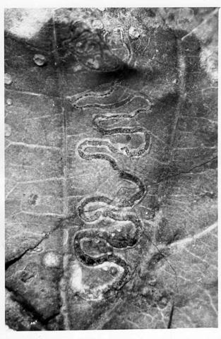 Stigmellites_serpentina_PT_edited.jpg