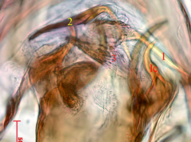 Ectoedemia festivitatis